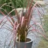 Roots Plants Phormium Evening Glow All Shrubs 1 Roots Plants Phormium Evening Glow All Shrubs