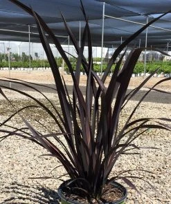 Roots Plants Phormium Platts Black All Shrubs