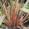 Roots Plants All Shrubs Phormium Sundowner