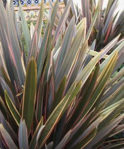 Roots Plants All Shrubs Phormium Sundowner 7 Roots Plants All Shrubs Phormium Sundowner
