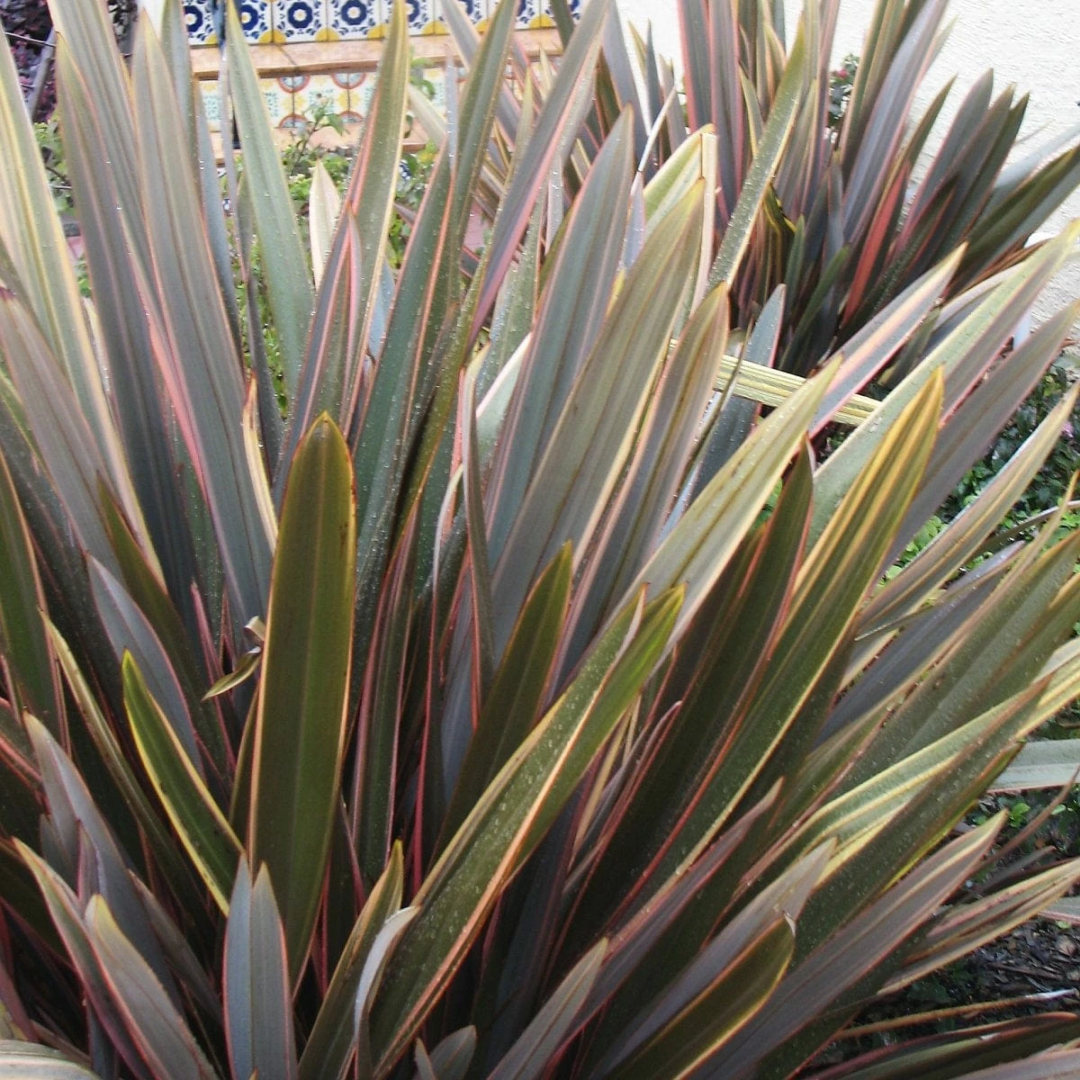Roots Plants All Shrubs Phormium Sundowner 4 Roots Plants All Shrubs Phormium Sundowner