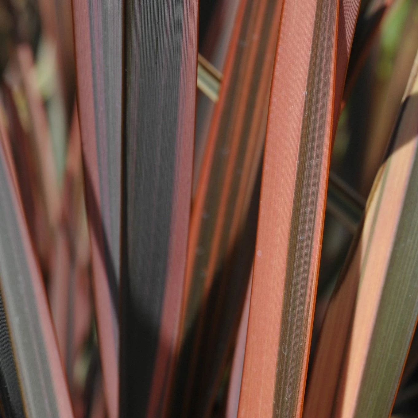 Roots Plants All Shrubs Phormium Sundowner 5 Roots Plants All Shrubs Phormium Sundowner