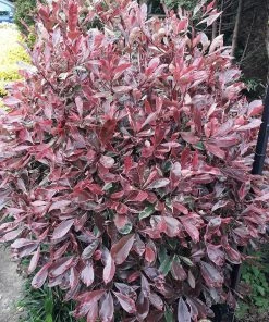 Roots Plants Photinia Pink Marble
