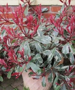Roots Plants Photinia Pink Marble