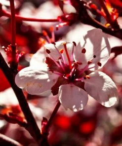 Roots Plants Photinia Red Robin All Shrubs