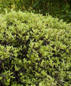 Roots Plants Pittosporum Golden Ball