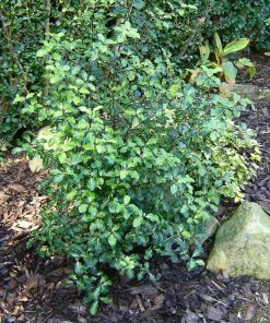 Roots Plants Pittosporum Silver Ball
