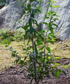 Roots Plants Prunus Lusitanica Angustifolia