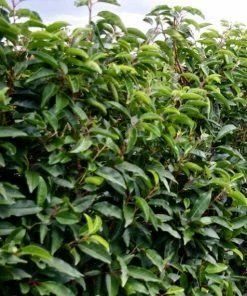 Roots Plants Prunus Lusitanica Angustifolia