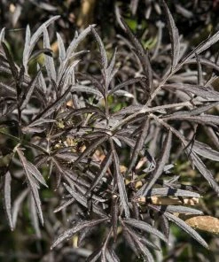 Roots Plants All Shrubs Black Elderberry | Sambucus Black Lace 9 Roots Plants All Shrubs Black Elderberry | Sambucus Black Lace