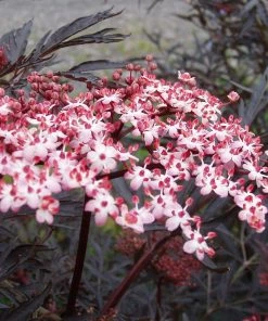 Roots Plants All Shrubs Black Elderberry | Sambucus Black Lace 10 Roots Plants All Shrubs Black Elderberry | Sambucus Black Lace