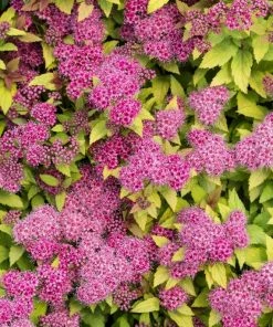Roots Plants Spiraea Japonica Magic Carpet All Shrubs