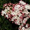 Roots Plants Best Plants For Pots & Containers Viburnum Tinus