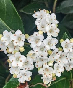 Roots Plants Best Plants For Pots & Containers Viburnum Tinus