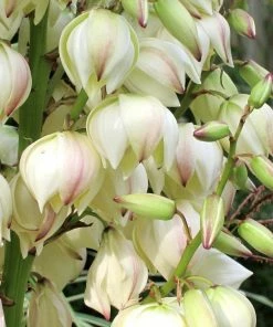 Roots Plants All Shrubs Yucca Gloriosa Variegata