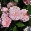 Roots Plants Shrub Rose 'Blush Winterjewel' | 4.5L Pot