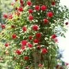 Roots Plants Shrub Rose 'Don Juan' | 4.5L Pot