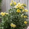 Roots Plants Climbing Rose 'Golden Showers' | 4.5L Pot Rose Bushes 1 Roots Plants Climbing Rose 'Golden Showers' | 4.5L Pot Rose Bushes