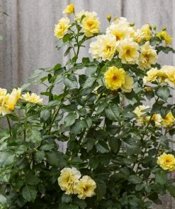 Roots Plants Climbing Rose 'Golden Showers' | 4.5L Pot Rose Bushes
