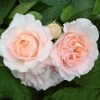 Roots Plants Shrub Rose 'Clair Renaissance®' | 4.5L Pot Rose Bushes