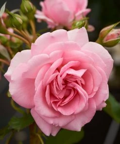 Roots Plants Climbing Rose 'Mamma Mia Courtyard®' | 4.5L Pot Rose Bushes