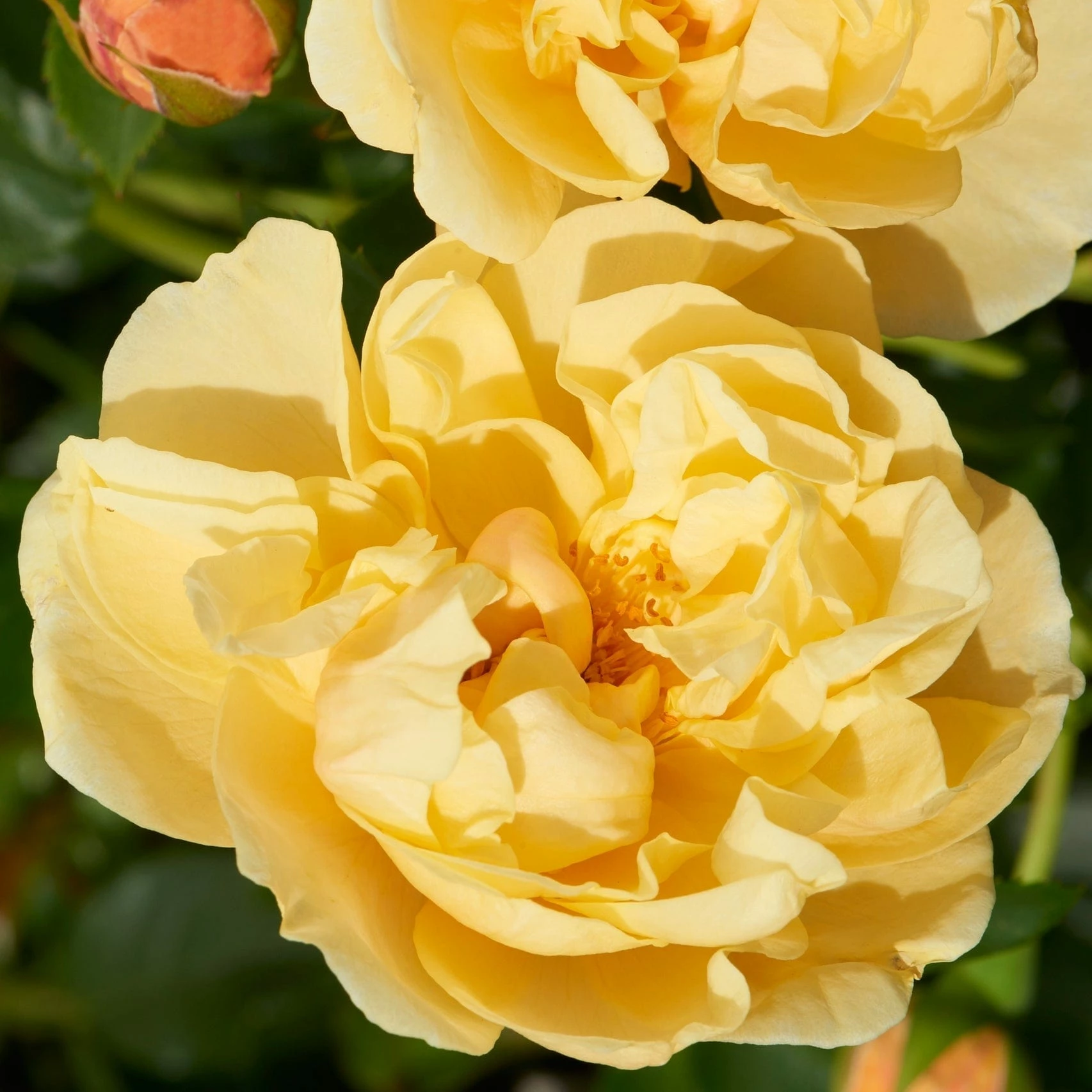Roots Plants Climbing Rose 'Mapale Courtyard®' | 4.5L Pot Rose Bushes 3 Roots Plants Climbing Rose 'Mapale Courtyard®' | 4.5L Pot Rose Bushes
