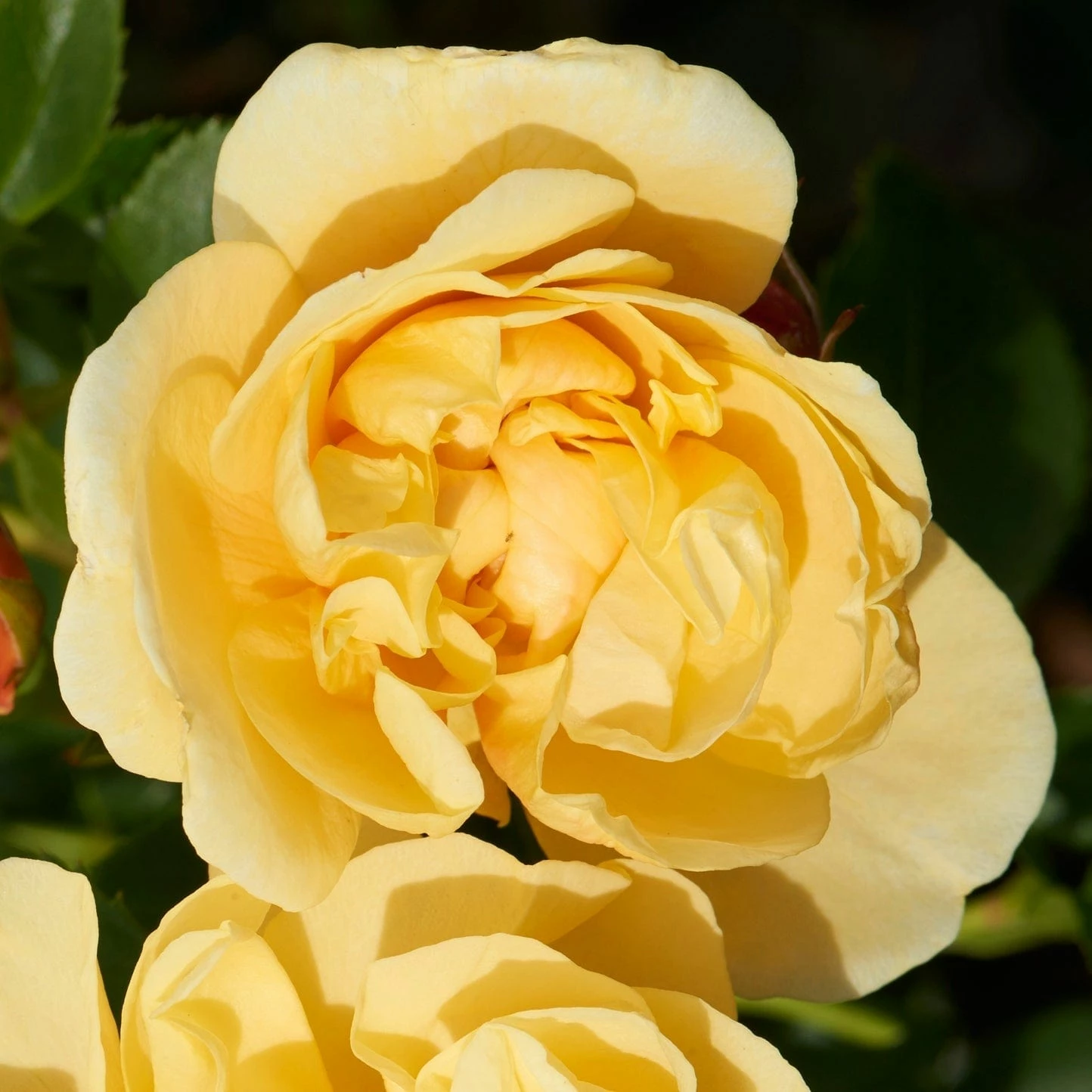 Roots Plants Climbing Rose 'Mapale Courtyard®' | 4.5L Pot Rose Bushes 4 Roots Plants Climbing Rose 'Mapale Courtyard®' | 4.5L Pot Rose Bushes