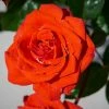 Roots Plants Rose Bushes Shrub Rose 'Odelia Renaissance®' | 4.5L Pot 2 Roots Plants Rose Bushes Shrub Rose 'Odelia Renaissance®' | 4.5L Pot
