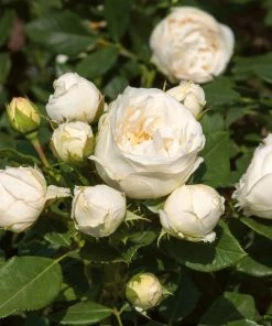 Roots Plants Shrub Rose 'Lenka Frayla®' | 4.5L Pot Rose Bushes
