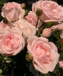 Roots Plants Climbing Rose 'New Dawn' | 4.5L Pot Rose Bushes