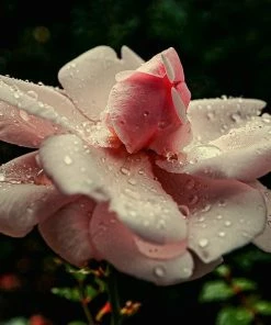 Roots Plants Climbing Rose 'New Dawn' | 4.5L Pot Rose Bushes 9 Roots Plants Climbing Rose 'New Dawn' | 4.5L Pot Rose Bushes