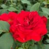 Roots Plants Shrub Rose 'Tara Reka®' | 4.5L Pot Rose Bushes 1 Roots Plants Shrub Rose 'Tara Reka®' | 4.5L Pot Rose Bushes