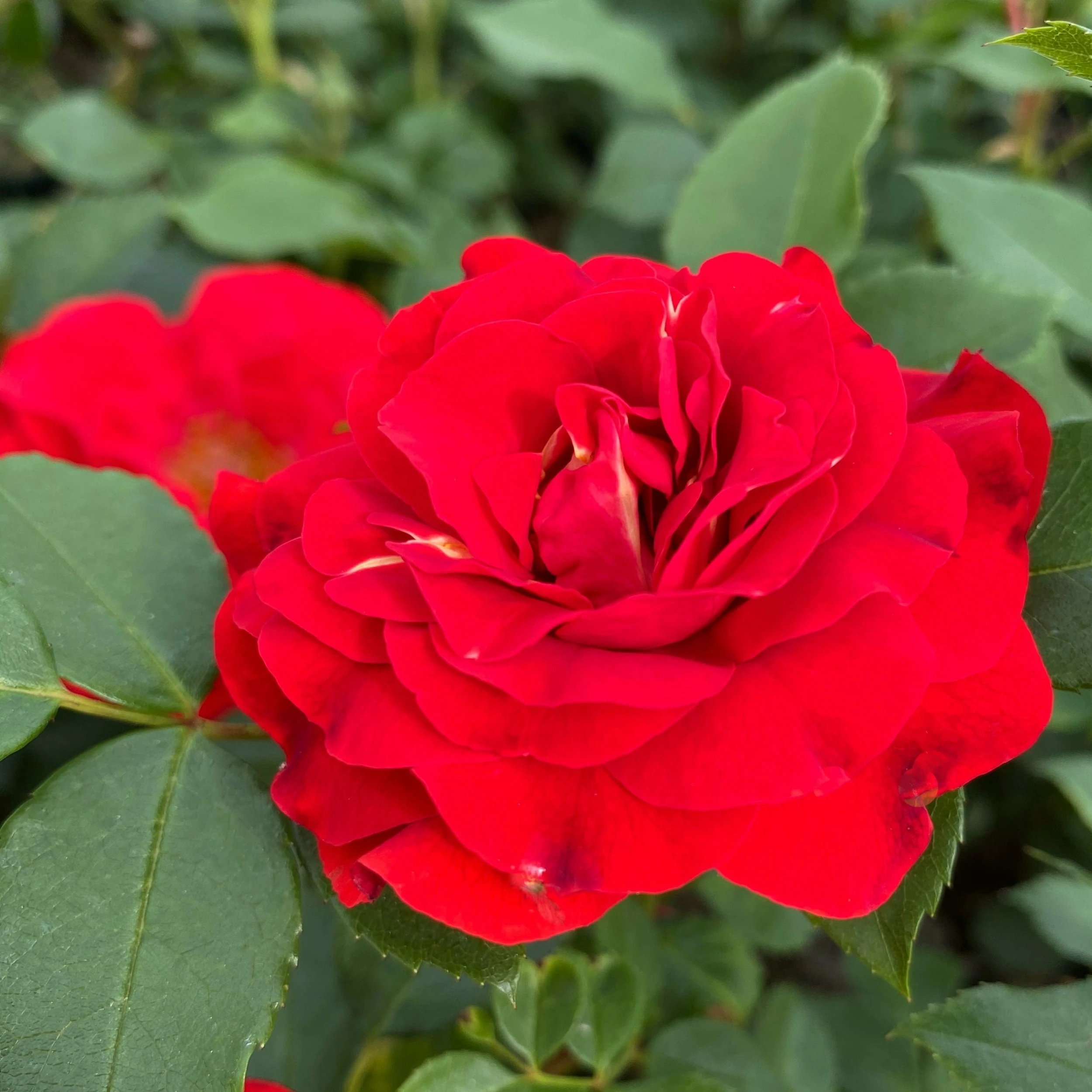 Roots Plants Shrub Rose 'Tara Reka®' | 4.5L Pot Rose Bushes 3 Roots Plants Shrub Rose 'Tara Reka®' | 4.5L Pot Rose Bushes