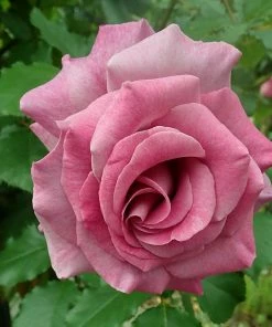 Roots Plants Climbing Rose 'Violette Perfume' | 4.5L Pot Rose Bushes
