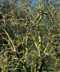 Roots Plants Trees & Shrubs Corkscrew Willow | Salix Matsudana 'Tortuosa'