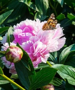 Roots Plants Perennials Peony 'Sarah Bernhardt' | 3L Pot