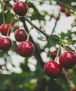 Roots Plants Sasha' Cherry Tree Fruits