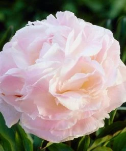 Roots Plants Perennials Peony 'Shirley Temple' | 3L Pot