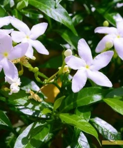 Roots Plants Stephan' Jasmine | Jasminum X 'Stephanese' | On A 90cm Cane In A 3L Pot