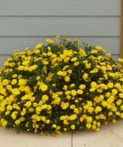 Roots Plants Calendula Power Daisy 'Sunny' | 3L Pot