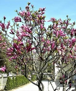 Roots Plants Magnolia 'Susan' Trees & Shrubs