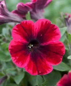 Roots Plants 20cm Petunia Sweetunia 'Suzie Storm' | 1L Pot Petunias
