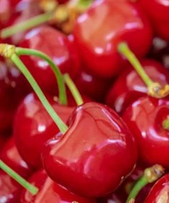 Roots Plants Sweetheart ' Cherry Tree Fruits