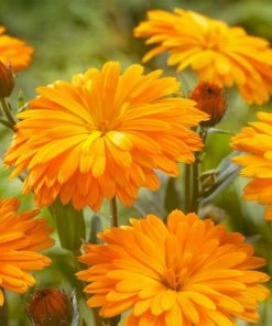 Roots Plants Calendula Power Daisy 'Tango' | 3L Pot Perennials