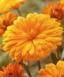 Roots Plants Calendula Power Daisy 'Tango' | 3L Pot Perennials