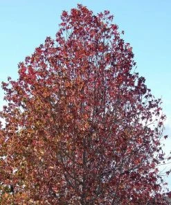 Roots Plants Thea Liquidambar Tree
