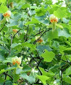 Roots Plants Fastigiate Tulip Tree | Liriodendron Tulipifera Trees & Shrubs