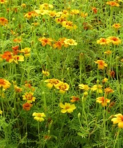 Roots Plants Large Organic Veg Companion Plant Pack