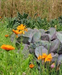 Roots Plants Large Organic Veg Companion Plant Pack 7 Roots Plants Large Organic Veg Companion Plant Pack