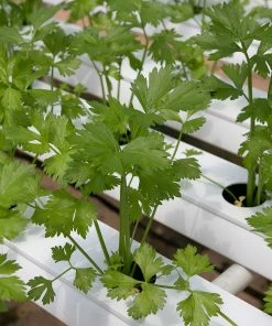 Roots Plants All Vegetable Plants 12 Organic Indoor Herb Plants